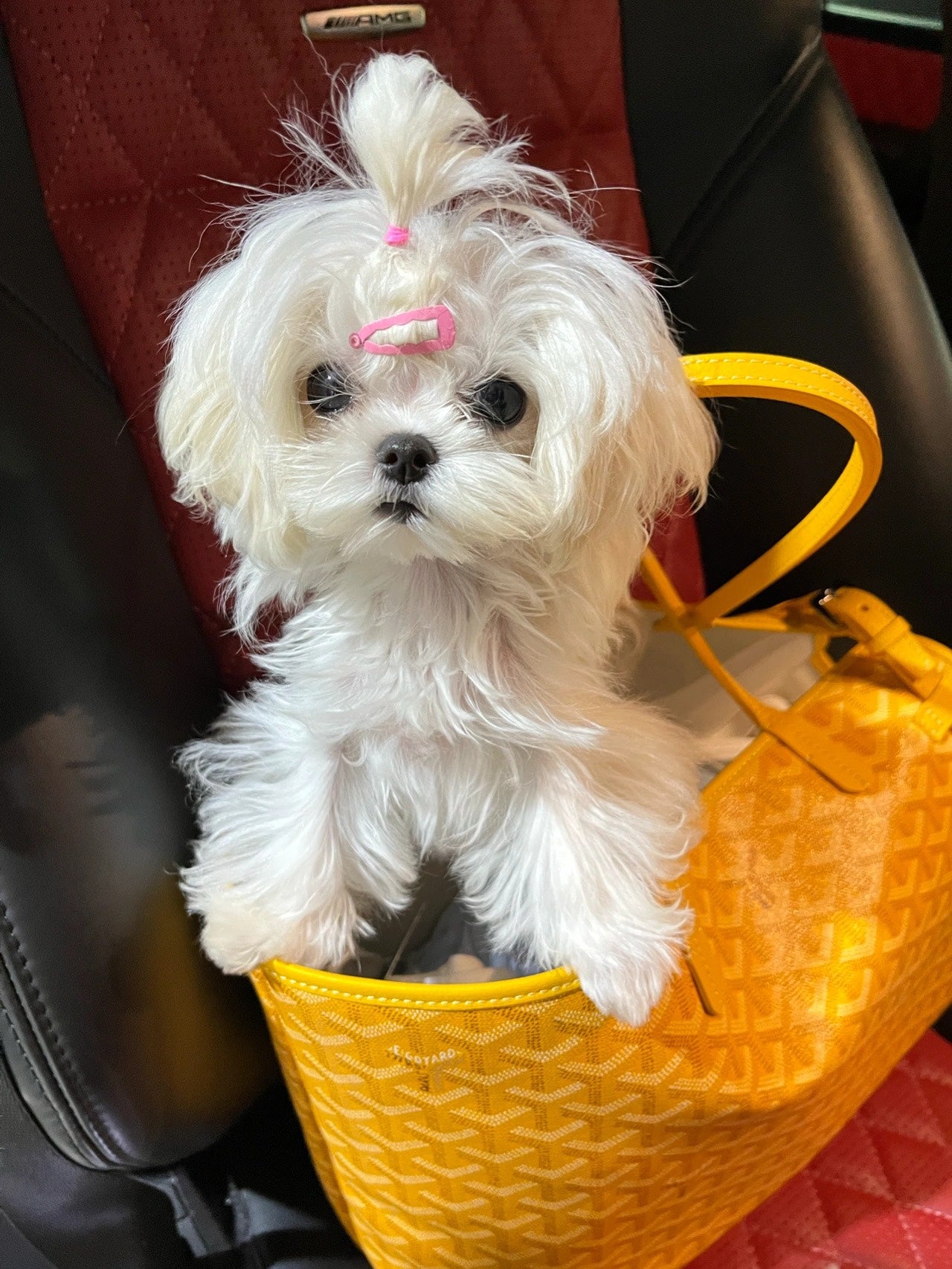 Gogy Luxury Yellow Chevron Pattern Pet Carrier Tote Bag for Small Dogs