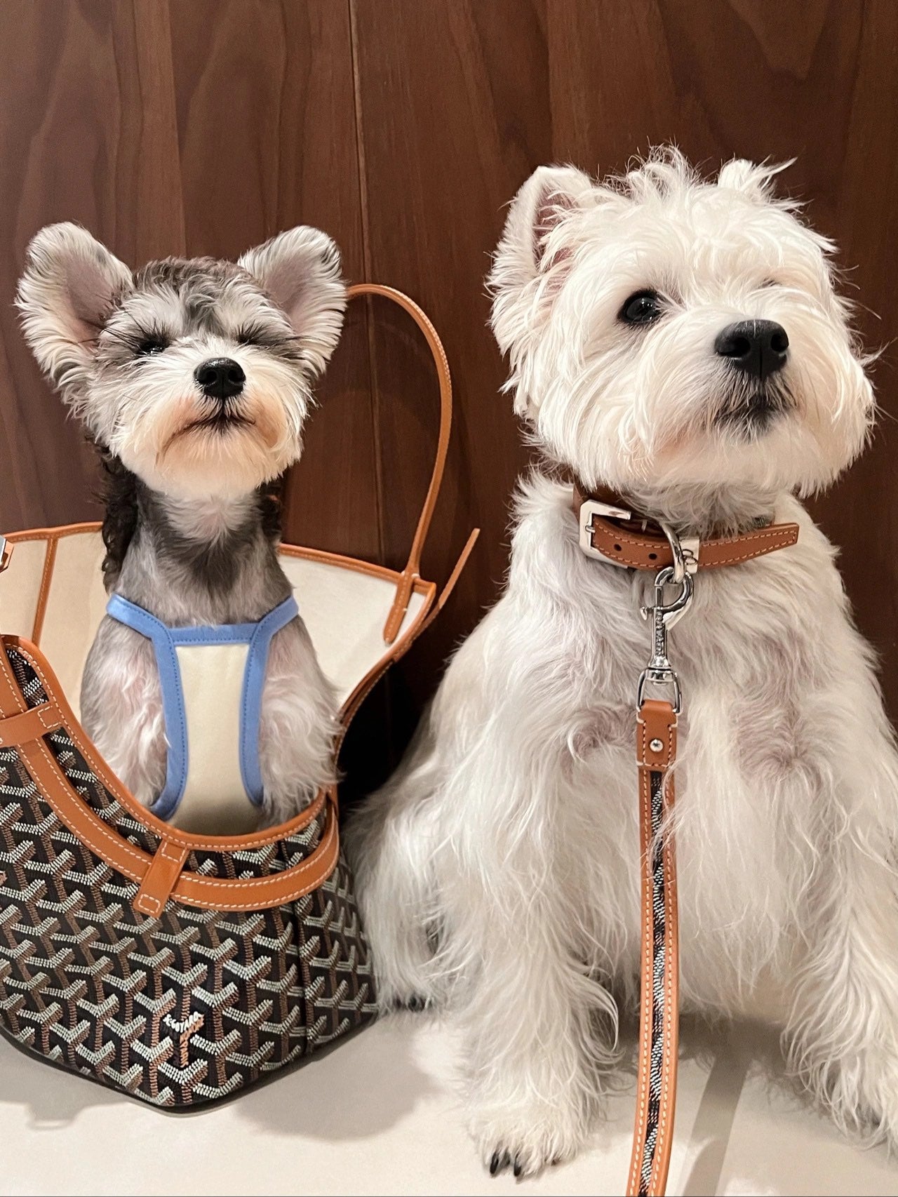 Gogy Designer Chevron Print Pet Carrier Tote Bag and Leather Dog Leash
